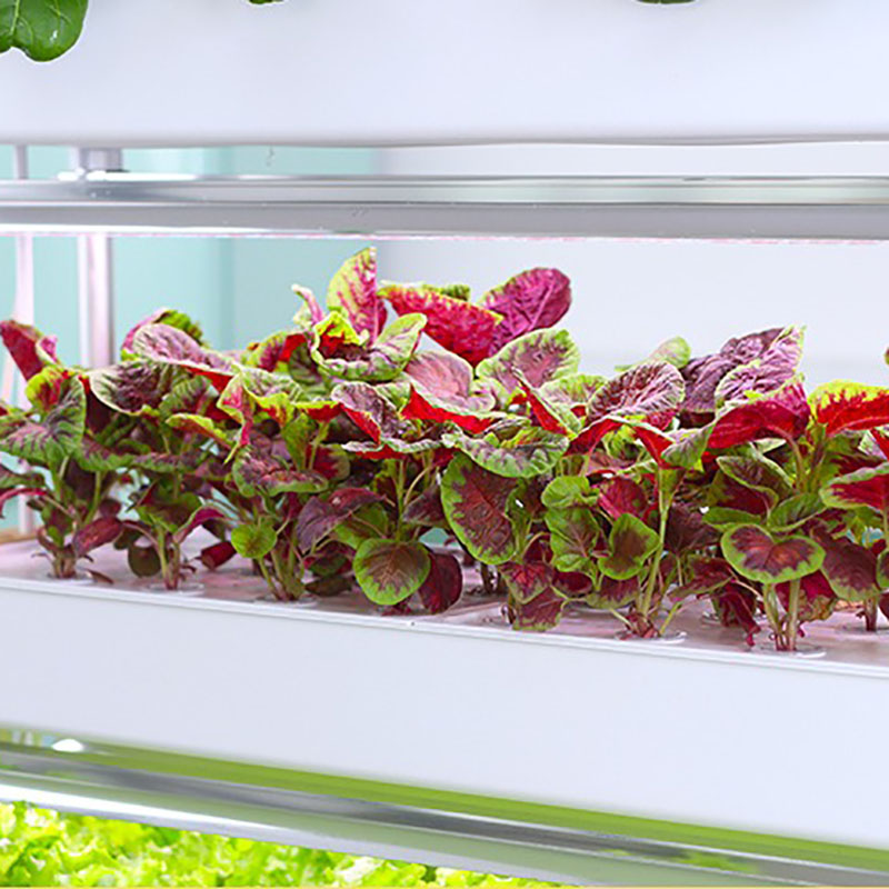 水耕栽培システム,家庭菜園の植物の栽培のための垂直のインテリ - Smart Garden Box のレビューと価格