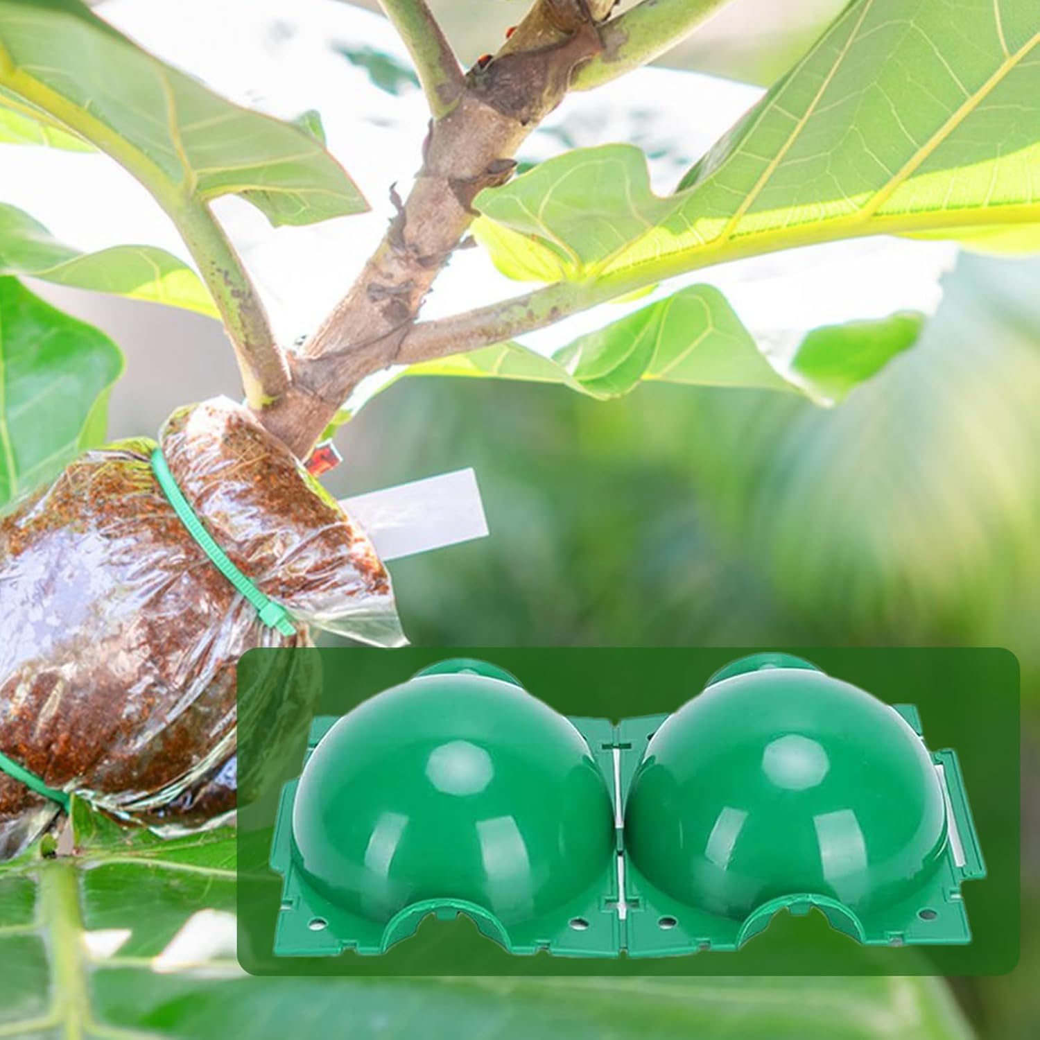 再利用可能な植物発根ボール、園芸接木ボックス、育成ボール、エ - Smart Garden Box のレビューと価格